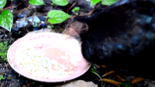 Chicken Dance - Crazy Chicken Song