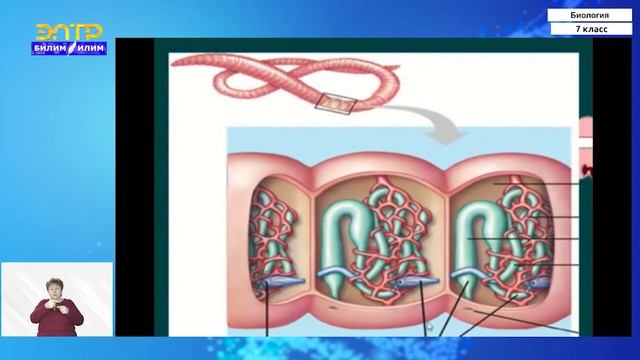 7-класс | Биология | Тип кольчатые черви. Внешнее и внутреннее строение дождевого червя смотреть онлайн