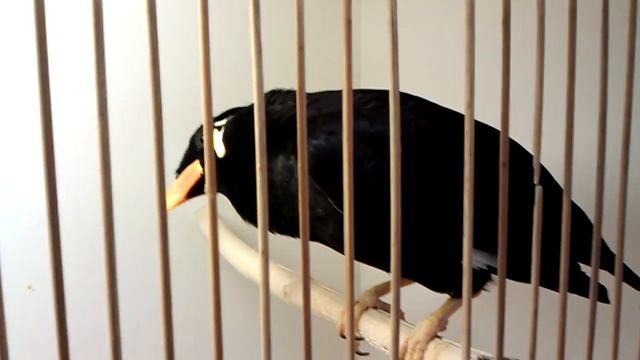 Священная майна (Gracula religiosa) смотреть онлайн