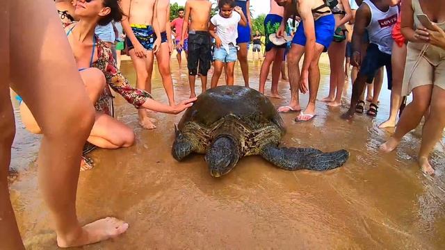 БОЛЬШАЯ Морская Черепаха! Алиса и ГИГАНТСКАЯ ЧЕРЕПАХА в ОкеанеLarge Sea Turtle! Giant Sea Turtle! смотреть онлайн
