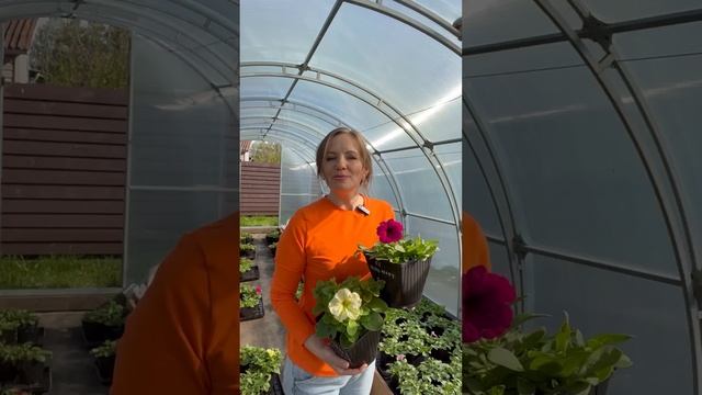 Комфортная температура для цветов| #SemenaPartnerShorts смотреть онлайн
