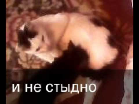 Кошка и котенок смотреть онлайн