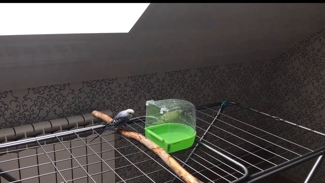 Волнистики, первое купание / Wisps, first swim. смотреть онлайн