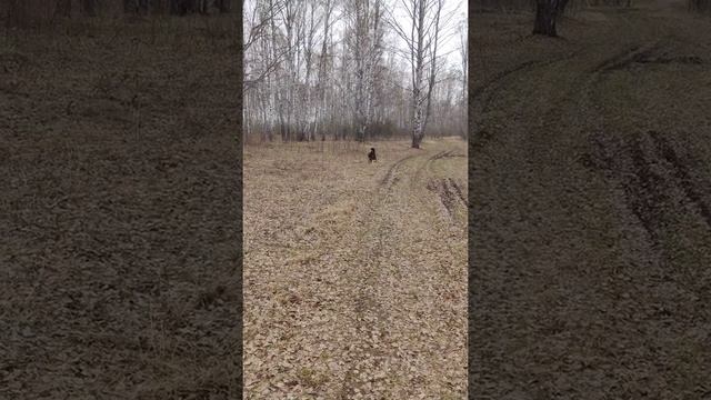 Канадский волк - гибрид . 3 мая 2022 смотреть онлайн