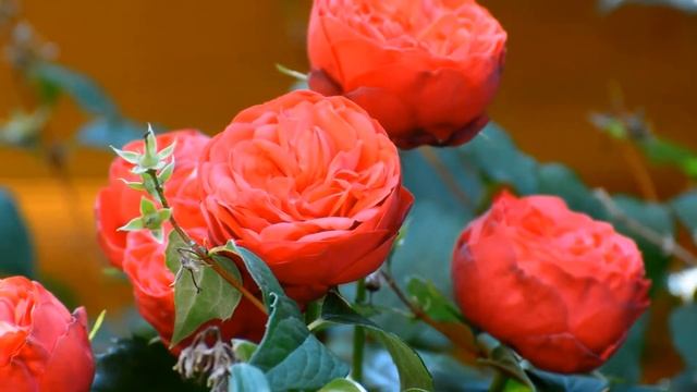 П.И.Чайковский "Вальс цветов" Tchaikovsky Waltz of flowers смотреть онлайн