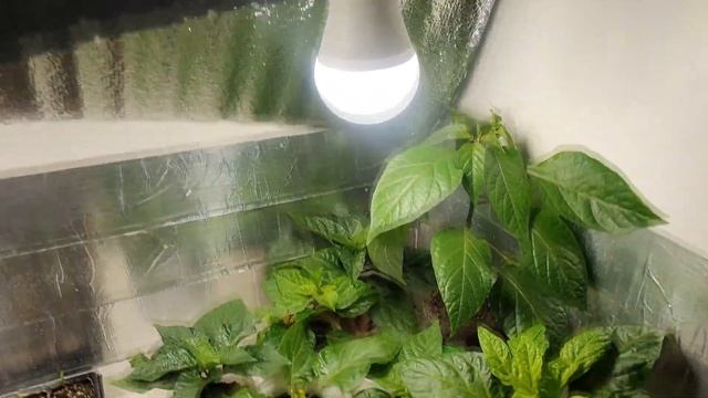 Повреждения листьев у перца. Вредители, грибковые и бактериальные заболевания, неправильный уход.