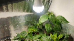 Повреждения листьев у перца. Вредители, грибковые и бактериальные заболевания, неправильный уход.