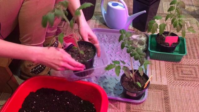 Как утепляю подоконник для выращивания крепкой рассады!