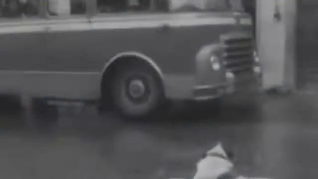 Преданные собаки! Топ самых преданных животных смотреть онлайн