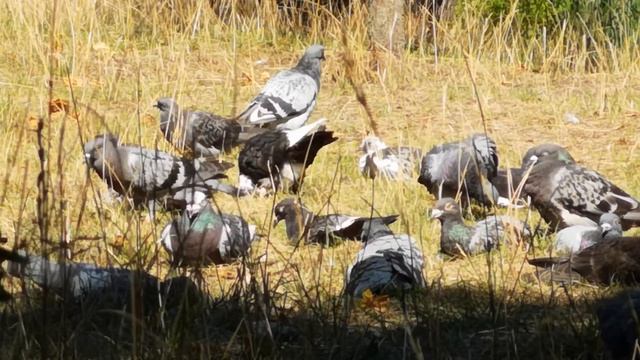 **ГОЛУБИ ЦЕЛУЮТСЯ НА КРЫШЕ** смотреть онлайн