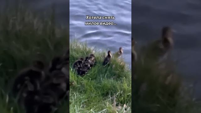 #meme #memes смотреть онлайн