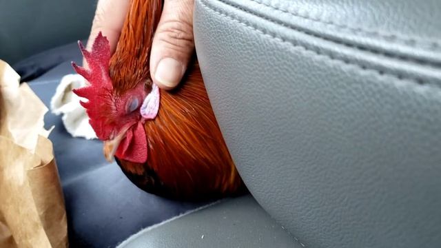 Chicken rescue!! смотреть онлайн
