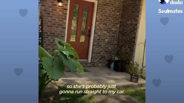 German Shepherd Bomb Detection Dog Misses Her Job After Retirement | The Dodo Soulmates смотреть онлайн
