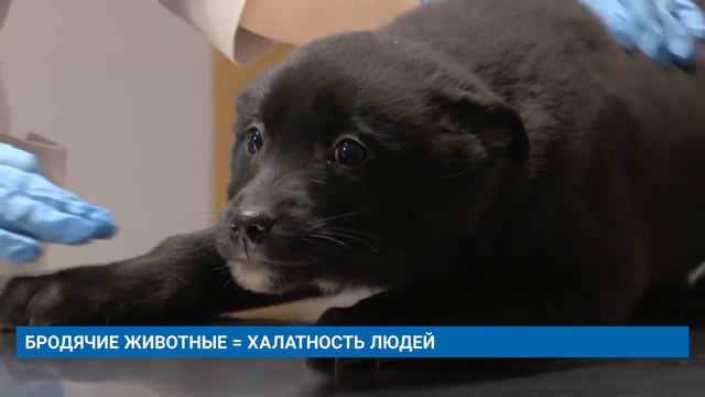 БРОДЯЧИЕ ЖИВОТНЫЕ = ХАЛАТНОСТЬ ЛЮДЕЙ смотреть онлайн