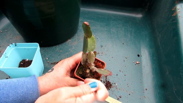 Repotting my 3 year old Easter Cactus Seedlings | Rhipsalidopsis gaertneri смотреть онлайн