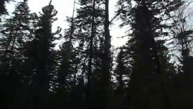 День в музее тайги(пока не спиленном). смотреть онлайн