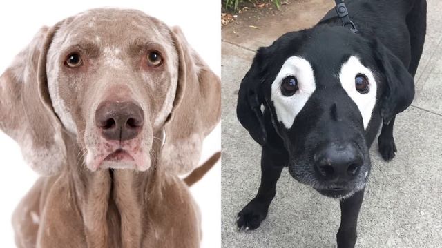 Самые Редкие Животные в Мире смотреть онлайн