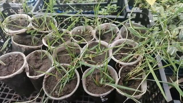 Самое неприхотливое растение- компаньон Агростис Green Twist или ампельный бамбук. Размножение?