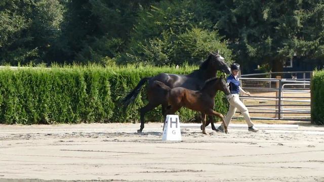 Icon 2018 Filly by Bugatti смотреть онлайн