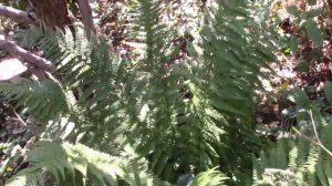 Папоротник мужской или щитовник мужской!  Подарок острова!