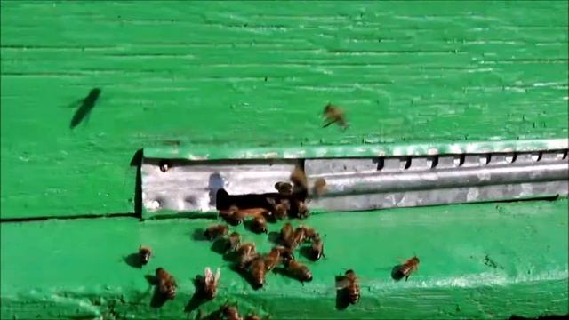 Пример видео  Canon EOS 650D 18-55mm IS II Kit Video