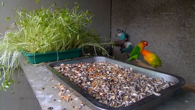 Lovebirds And Cowpea Grass 2: Fischer's And Personata