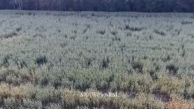 How Farmers Deal With Invasive Wildlife - The Most Effective Way To Trap Wildlife| Farm Documentar смотреть онлайн
