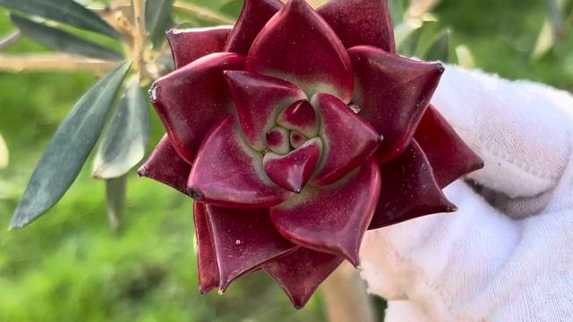 Echeveria agavoides Luming смотреть онлайн
