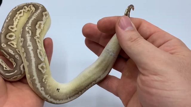 Pastel Cinnamon Butter Xs ball python morph! смотреть онлайн