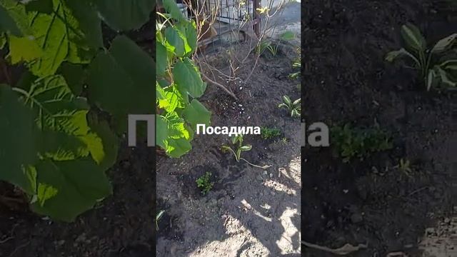 клумба с 0. первая клумба готова! ждём весны, чтоб оценить!!! смотреть онлайн
