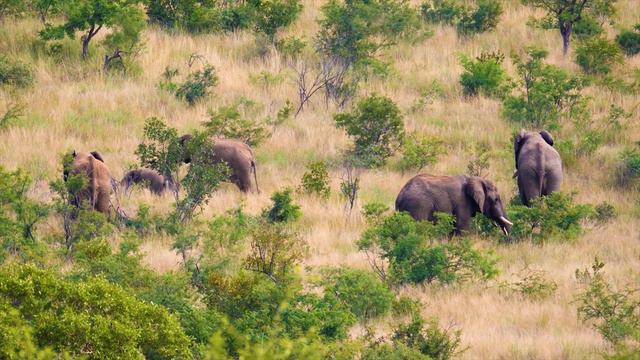 Life Of Elephants In 8K Ultra HD - Documentarily Wildlife Film