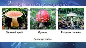 Биология 7 кл Пасечник $6 Многообразие грибов, их роль в жизни человека