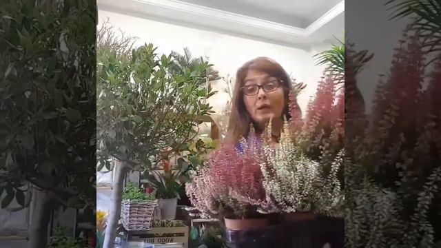 TRUCO BREZOS смотреть онлайн