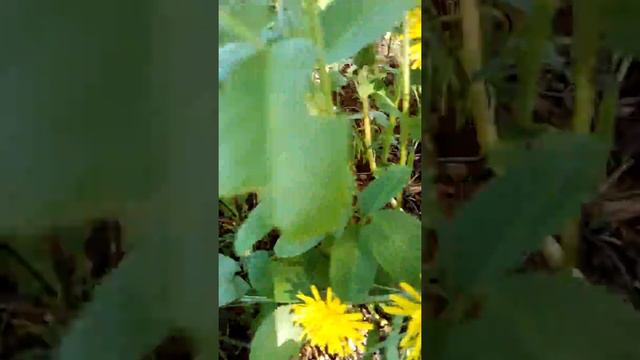 Одуванчик лечебный смотреть онлайн