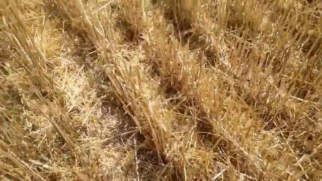Что делать после уборки зерновых в No-Till - два варианта смотреть онлайн