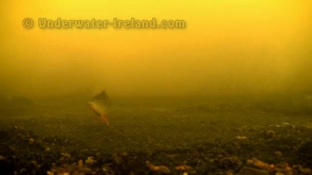 Fishing catching perch, attacks, underwater camera Рыбалка ловля окуня подводная съёмка смотреть онлайн