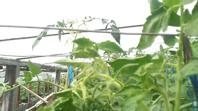 ОПЫЛЕНИЕ ПОМИДОРОВ ПРИ ЭКСТРЕМАЛЬНОЙ ТЕМПЕРАТУРЕ смотреть онлайн