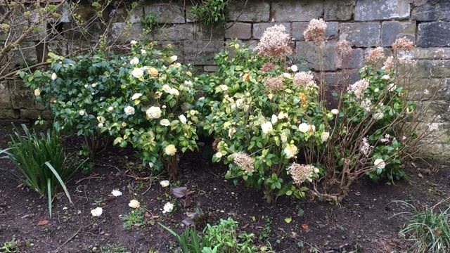 Camellia - shrub - March 2018 смотреть онлайн