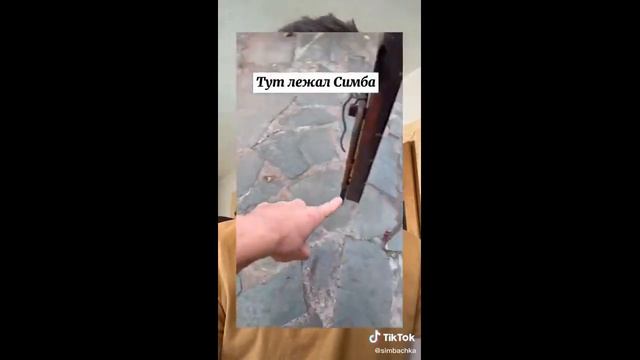 Симба жив?! смотреть онлайн