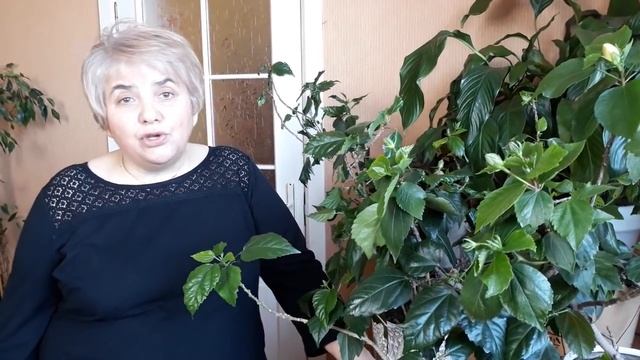 ГИБИСКУС - уход и черенкование. Мои цветы. Мой опыт. смотреть онлайн