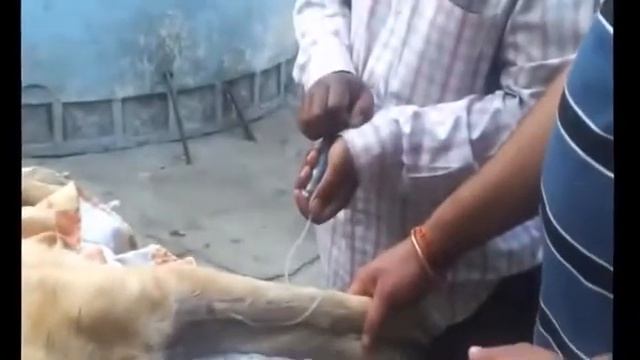 Гуманное усыпление животных смотреть онлайн