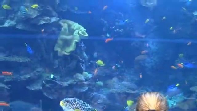 No Camera Needed Atlanta Aquarium 2