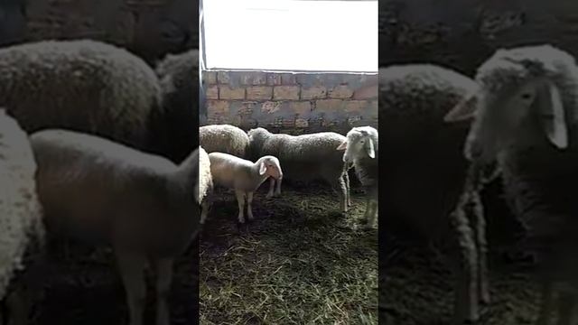 Порода овец Мериноланд, ярочки (Феодоро, Крым) / Sheep breed Merinoland (Merinolandschaf), Feodoro смотреть онлайн