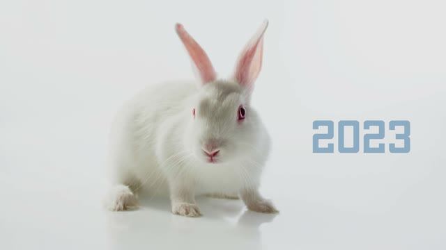 С Новым 2023 годом Кролика !!!