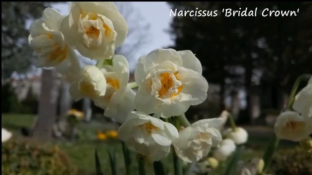 Narzissus 'Bridal Crown' смотреть онлайн