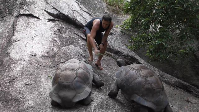Seychelles, La Digue, Turtle 5 / Сейшеллы, Ла Диг, черепахи 5 смотреть онлайн
