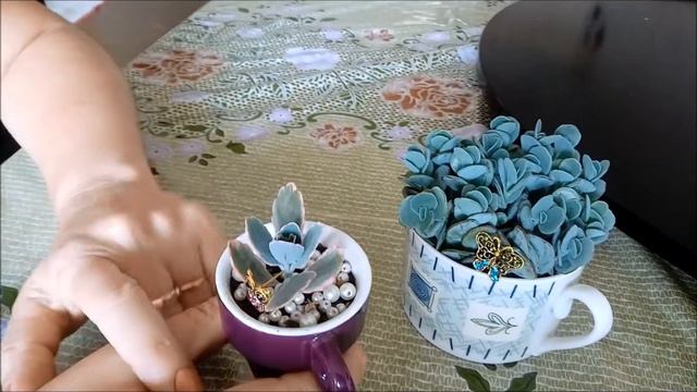Atualização da Kalanchoe na Xícara смотреть онлайн