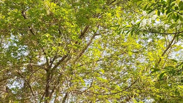 Это было в мае. Мой сад.. смотреть онлайн