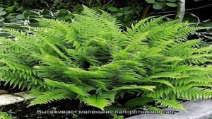 Особенности ухода, размножения и строения садового папоротника