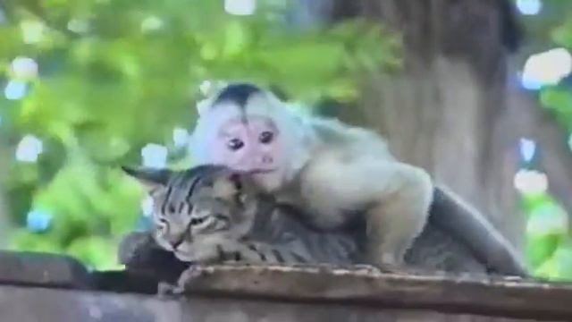 Кот и обезьяна смотреть онлайн